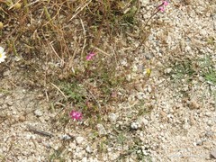 Silene scabriflora