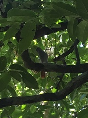 Terpsiphone bourbonnensis desolata