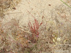 Rumex bucephalophorus