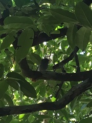 Terpsiphone bourbonnensis desolata