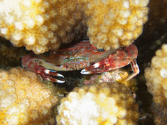 Goniosupradens hawaiensis