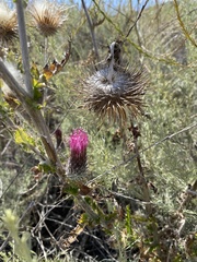 Cirsium arizonicum