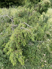 Juniperus communis
