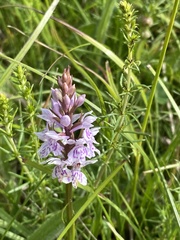 Dactylorhiza fuchsii