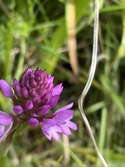 Anacamptis pyramidalis