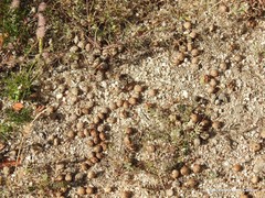 Oryctolagus cuniculus