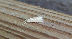 Eoreuma densellus