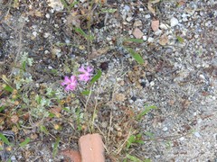 Silene scabriflora