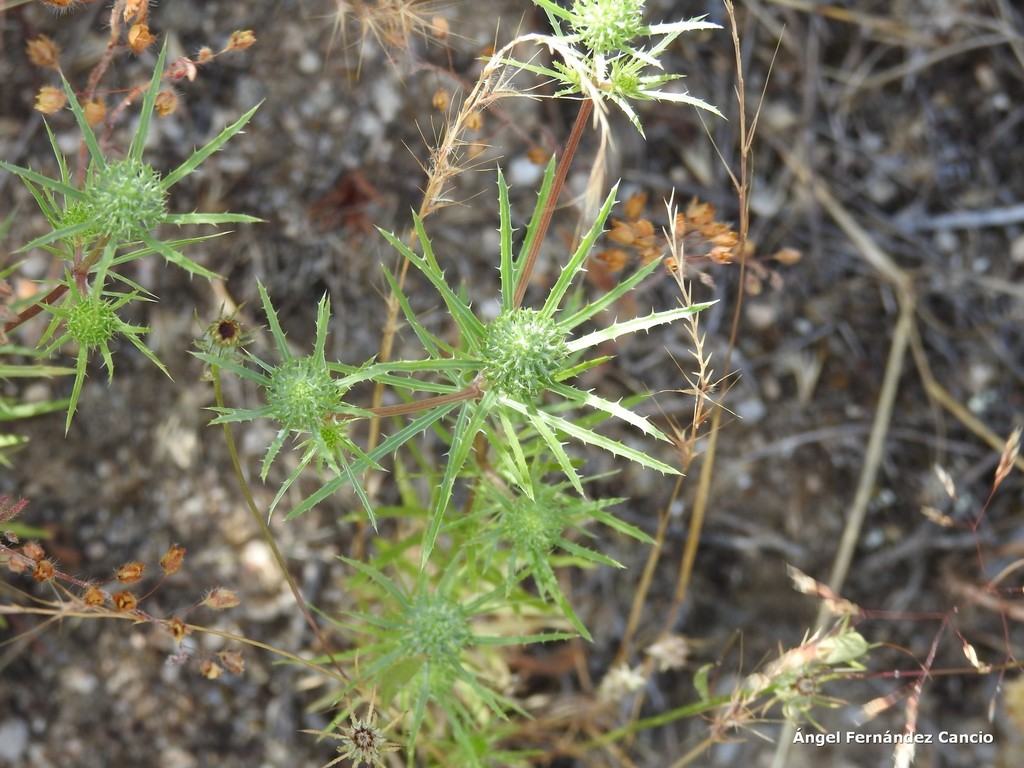 Eryngium tenue