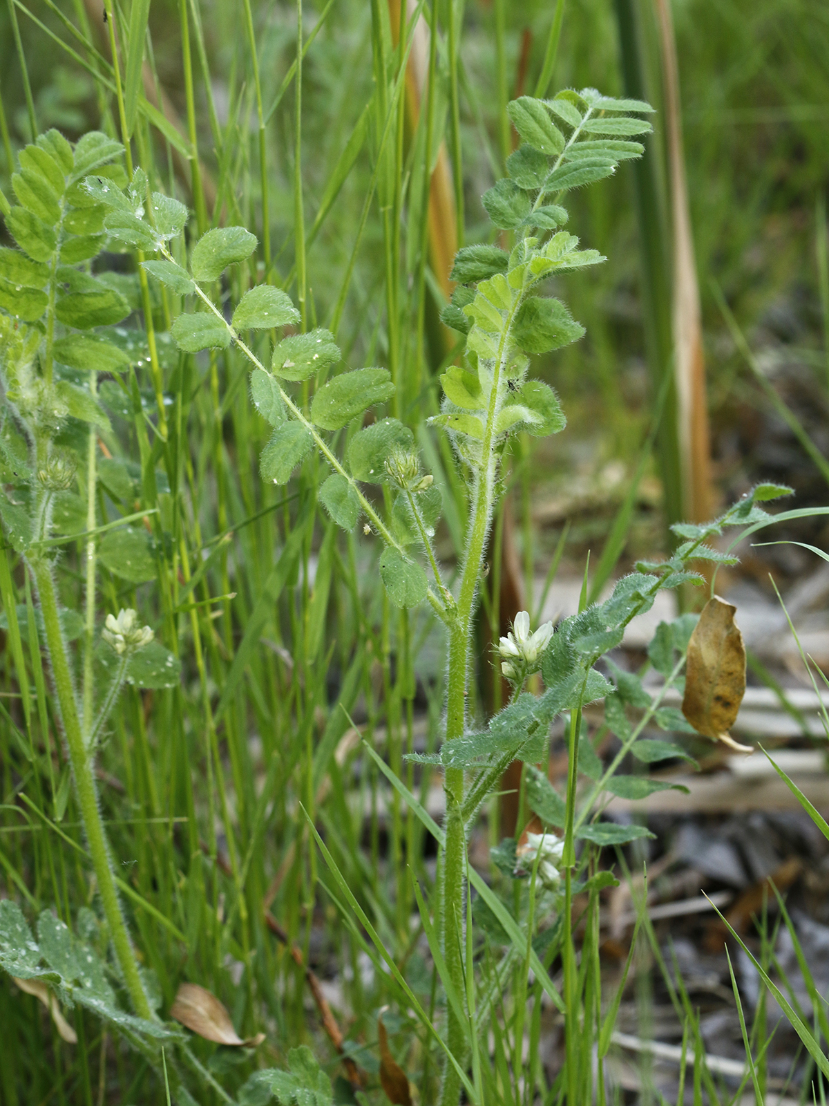 Astragalus contortuplicatus
