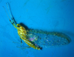 Stenacron interpunctatum heterotarsale