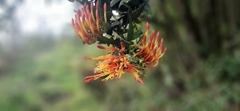 Tristerix longibracteatus
