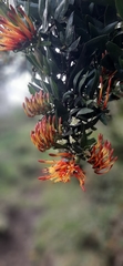Tristerix longibracteatus