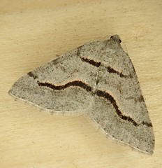 Digrammia rippertaria