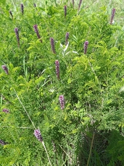 Amorpha nana