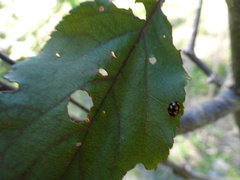 Brachiacantha ursina