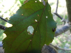 Brachiacantha ursina