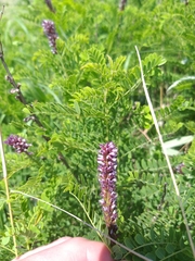 Amorpha nana