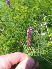 Amorpha nana