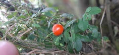 Solanum siphonobasis