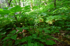 Tiarella austrina