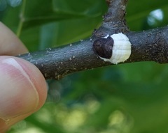 Pulvinaria innumerabilis