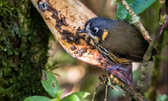 Grallaricula lineifrons