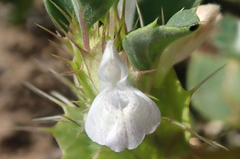 Acanthomintha obovata cordata