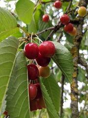 Prunus avium
