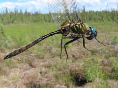 Somatochlora kennedyi