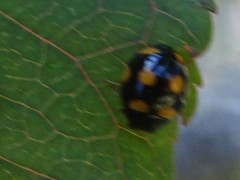 Brachiacantha ursina