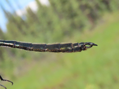 Somatochlora kennedyi