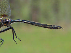 Somatochlora kennedyi