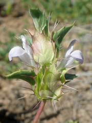Acanthomintha obovata cordata