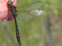 Somatochlora kennedyi