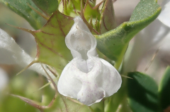 Acanthomintha obovata cordata