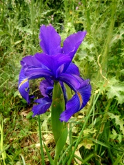 Iris latifolia