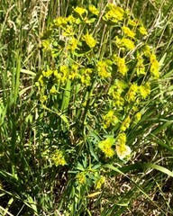 Euphorbia esula
