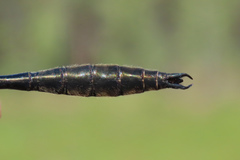 Somatochlora kennedyi