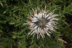 Carlina acaulis