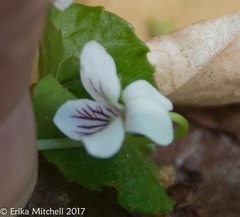 Viola blanda