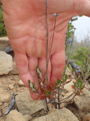 Monardella hypoleuca hypoleuca
