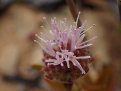 Monardella hypoleuca hypoleuca