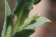 Epilobium campestre