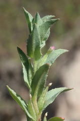 Epilobium campestre