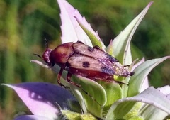 Macrosiagon octomaculata