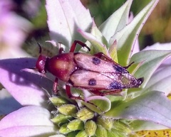 Macrosiagon octomaculata