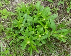 Leucanthemum ircutianum