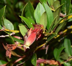 Cavendishia bracteata