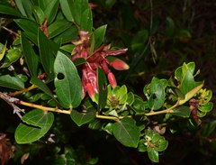 Cavendishia bracteata